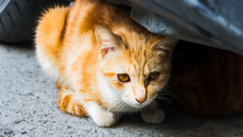 貓科動物的神經系統疾病：醫師解釋症狀、成因與治療