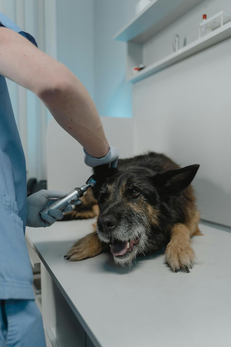 如何止住狗狗的爪子出血：7 個獸醫認可的步驟