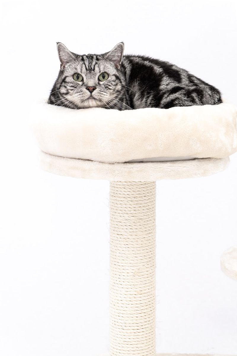 瑞士布偶英國短毛貓混合：圖片、照顧指南、氣質和特點